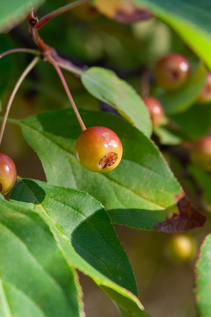 埃迪豪的执 埃迪豪的执