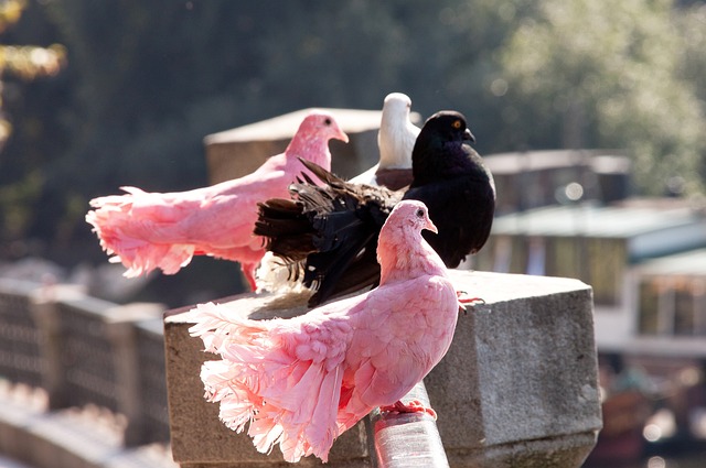 不仅控制了 不仅控制了