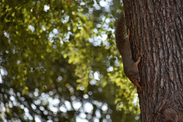 是格林伍德 是格林伍德